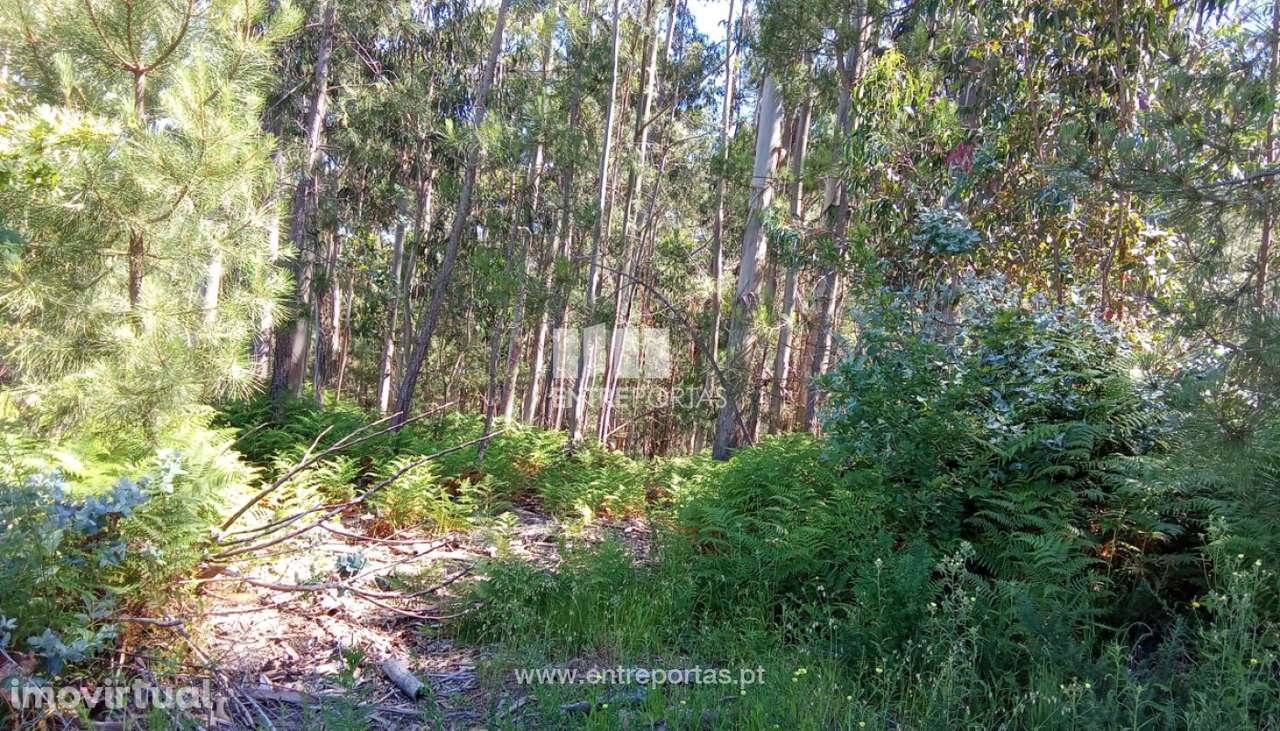 Terreno para venda, Gondarém, Vila Nova de Cerveira - Grande imagem: 4/15