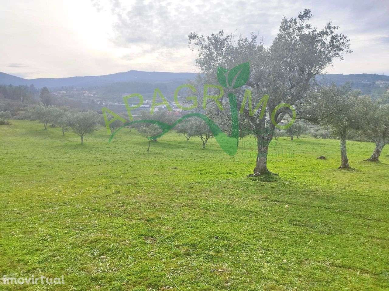 Terreno rústico com olival e vinha em Riodades - Grande imagem: 4/13