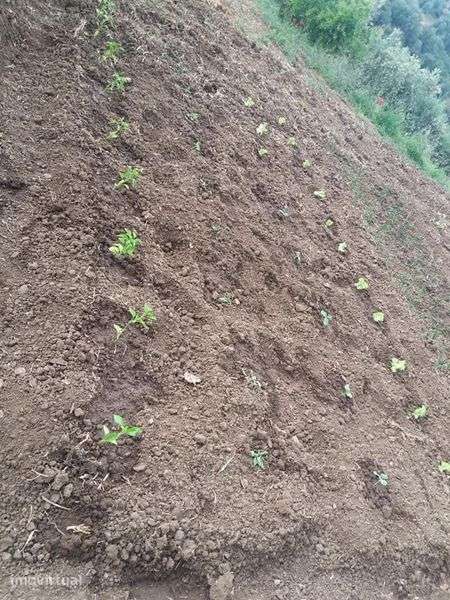 Terreno com 5..5 hectares - Grande imagem: 3/9