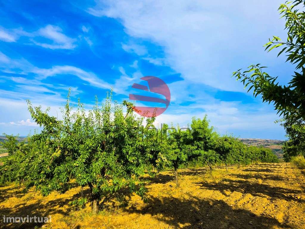 QUINTA NO DOURO SUPERIOR - Grande imagem: 3/12