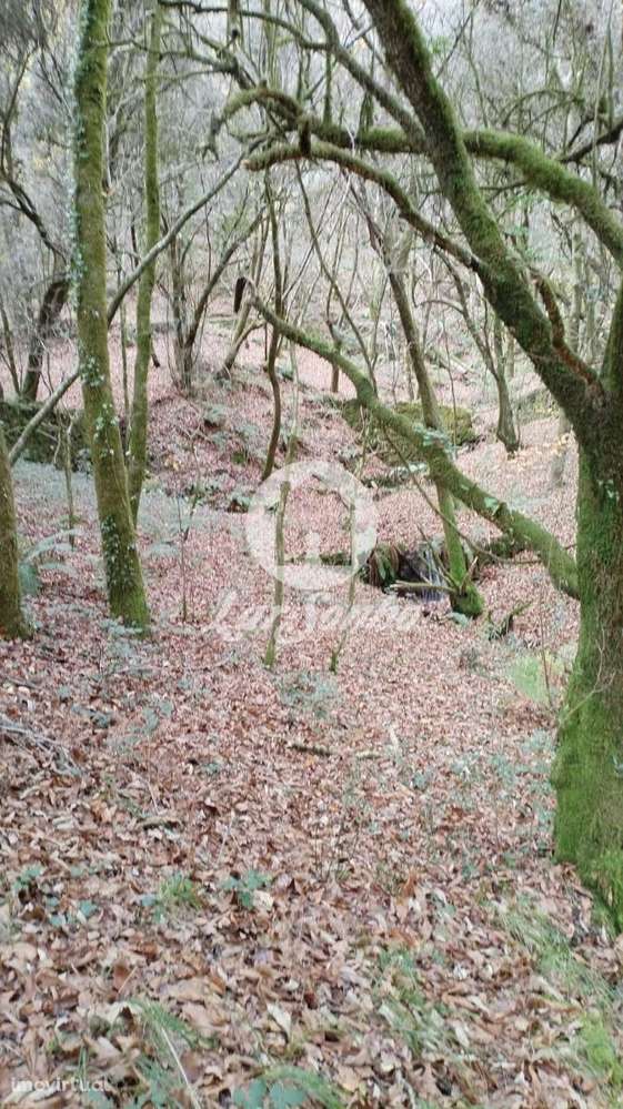 Terreno de 6140m² no Parque Natural do Gerês - Grande imagem: 4/9