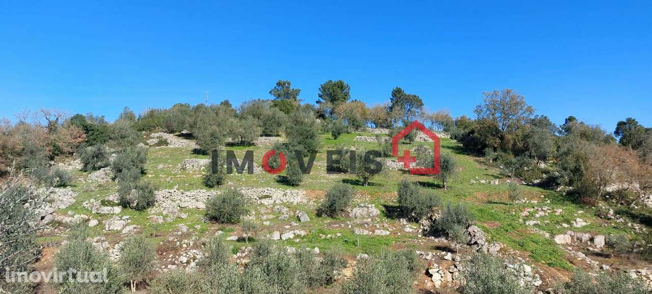 Terreno Agrícola com boa exposição solar - Grande imagem: 2/6
