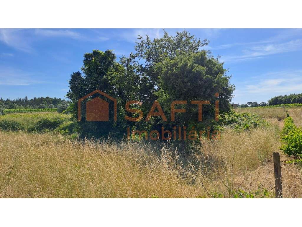 Terreno agrícola com 5870 m2 e forte potencial vitivinícola em São ... - Grande imagem: 4/15