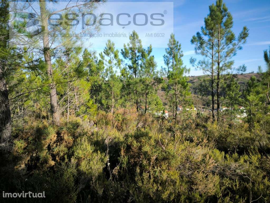 Terreno Rústico - Cerejeira - Grande imagem: 5/5