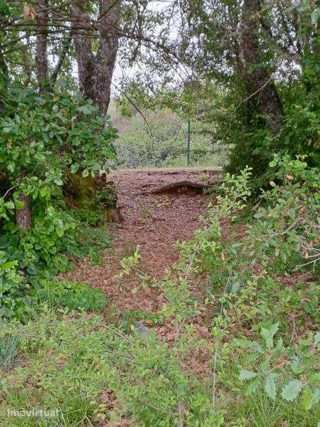 Terreno para venda em Baçal com 1,5 hectares - Bragança - Grande imagem: 5/10