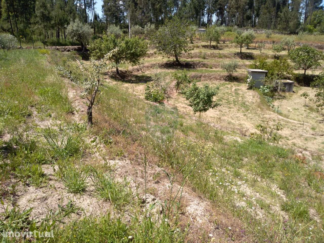 Terreno  Venda em Silgueiros,Viseu - Grande imagem: 3/13