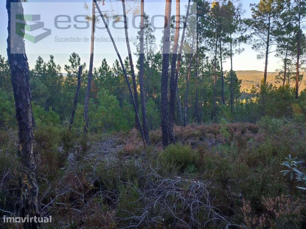 Terrenos de aptidão florestal - Grande imagem: 3/8