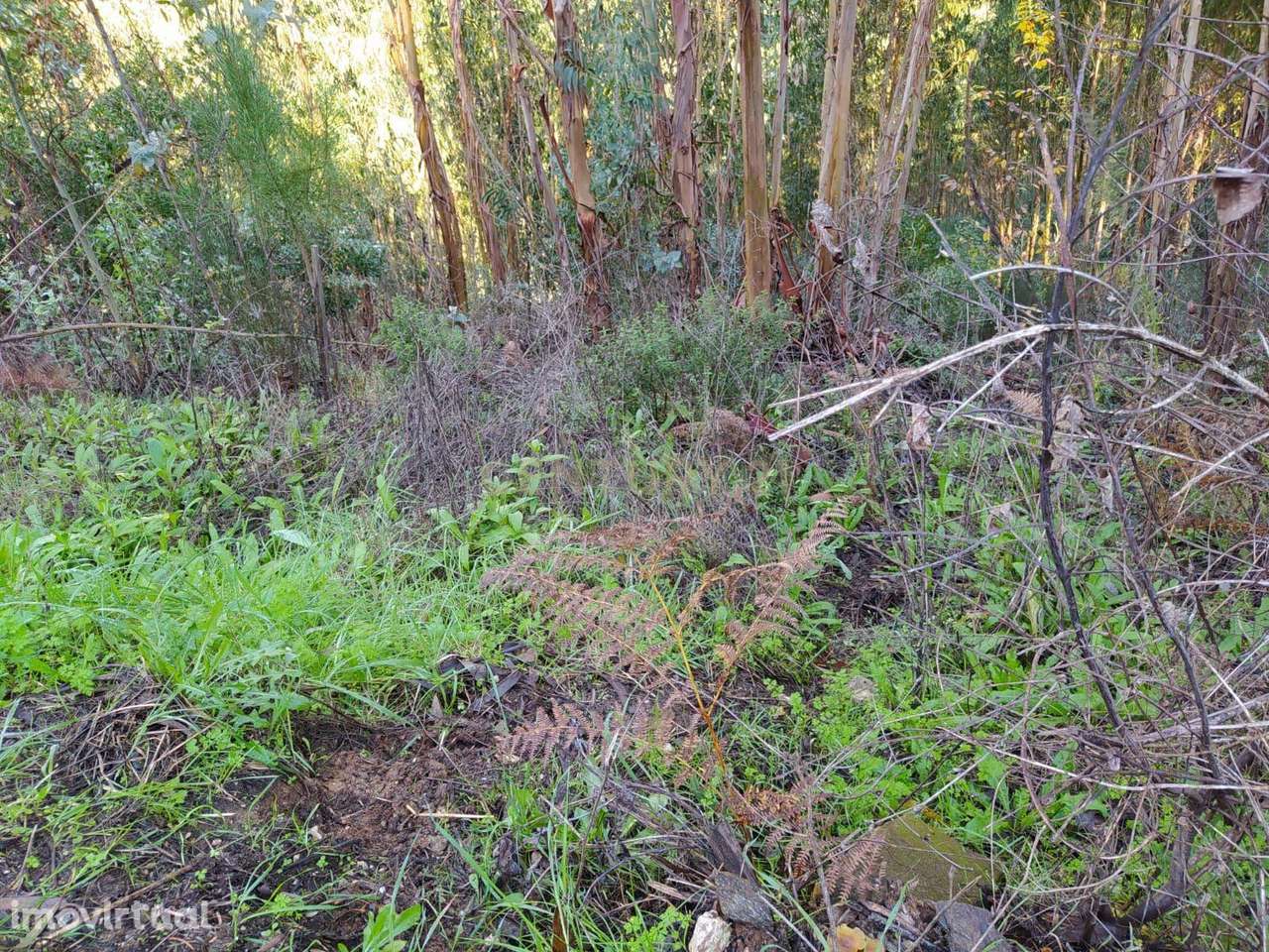 Terreno de 1 HECTARE - Eucaliptal para Venda em Ferreira Zêzere - Grande imagem: 3/6