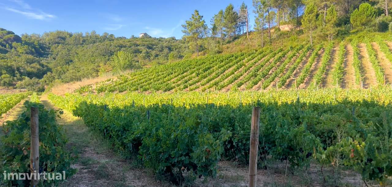 Quinta com 10,6 ha | Pernes – Santarém | Vinha, Olival e Água - Grande imagem: 5/12