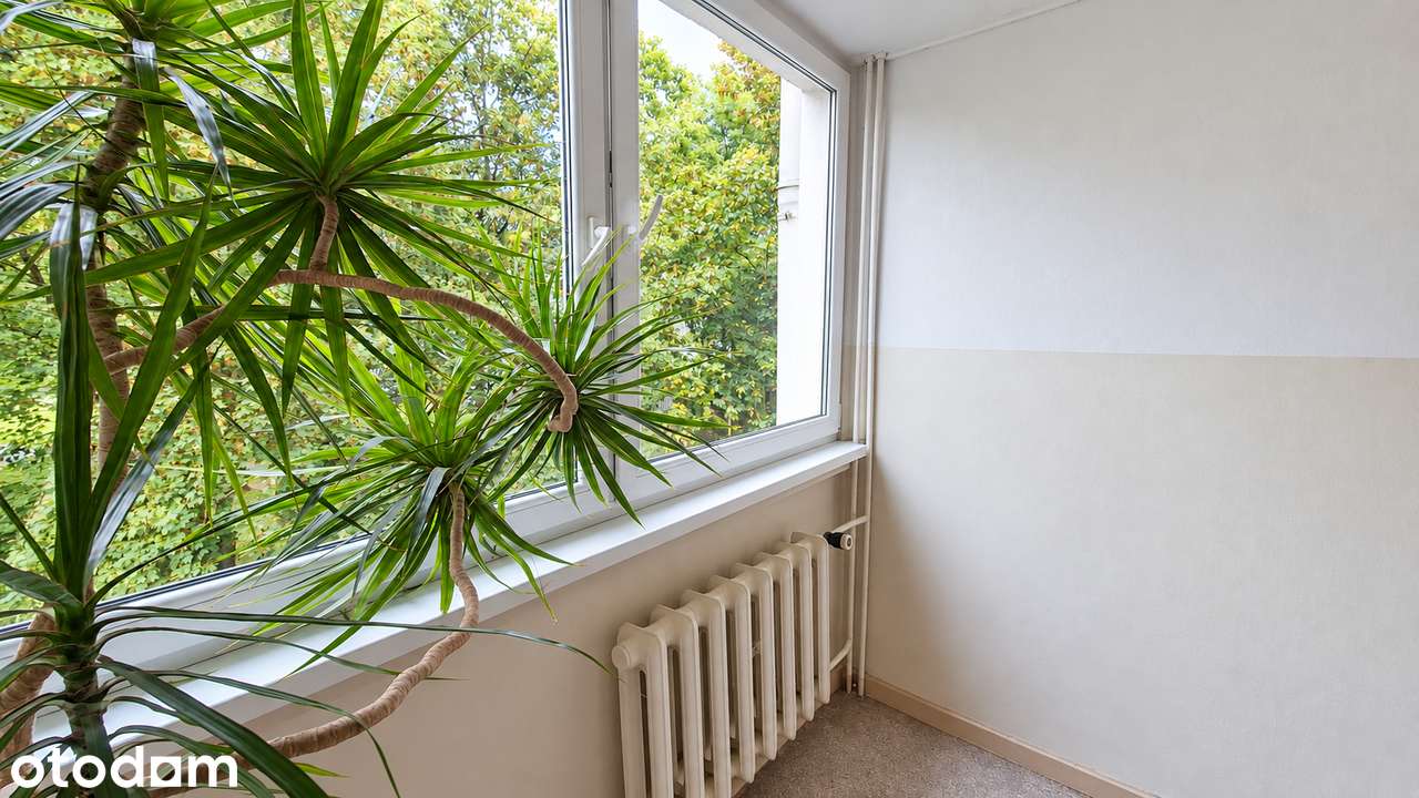 Przestronne i klimatyczne 3 pokoje na Biskupinie | zieleń za oknami !