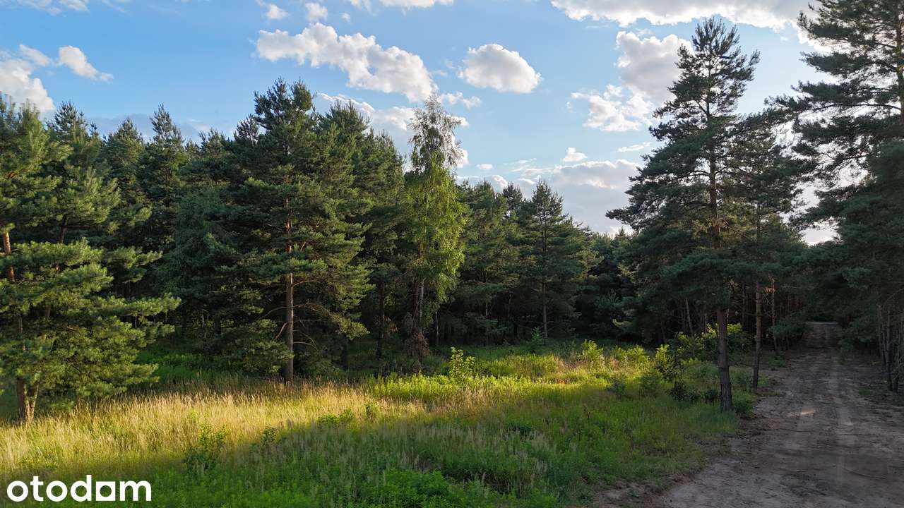 Działki w lesie 50 minut od Wrocławia – od 39 577,03 zł brutto! - Pełny obrazek: 4/8