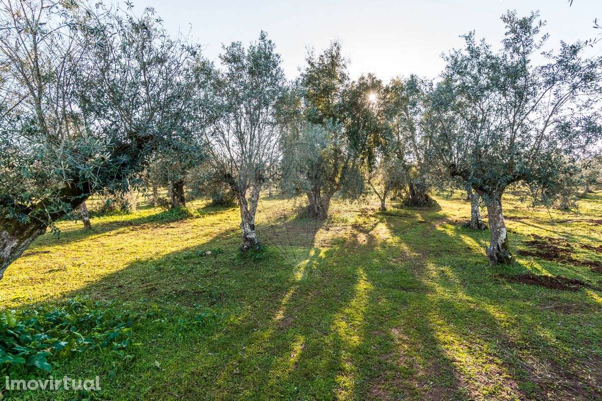 Terreno  para venda - Grande imagem: 5/8