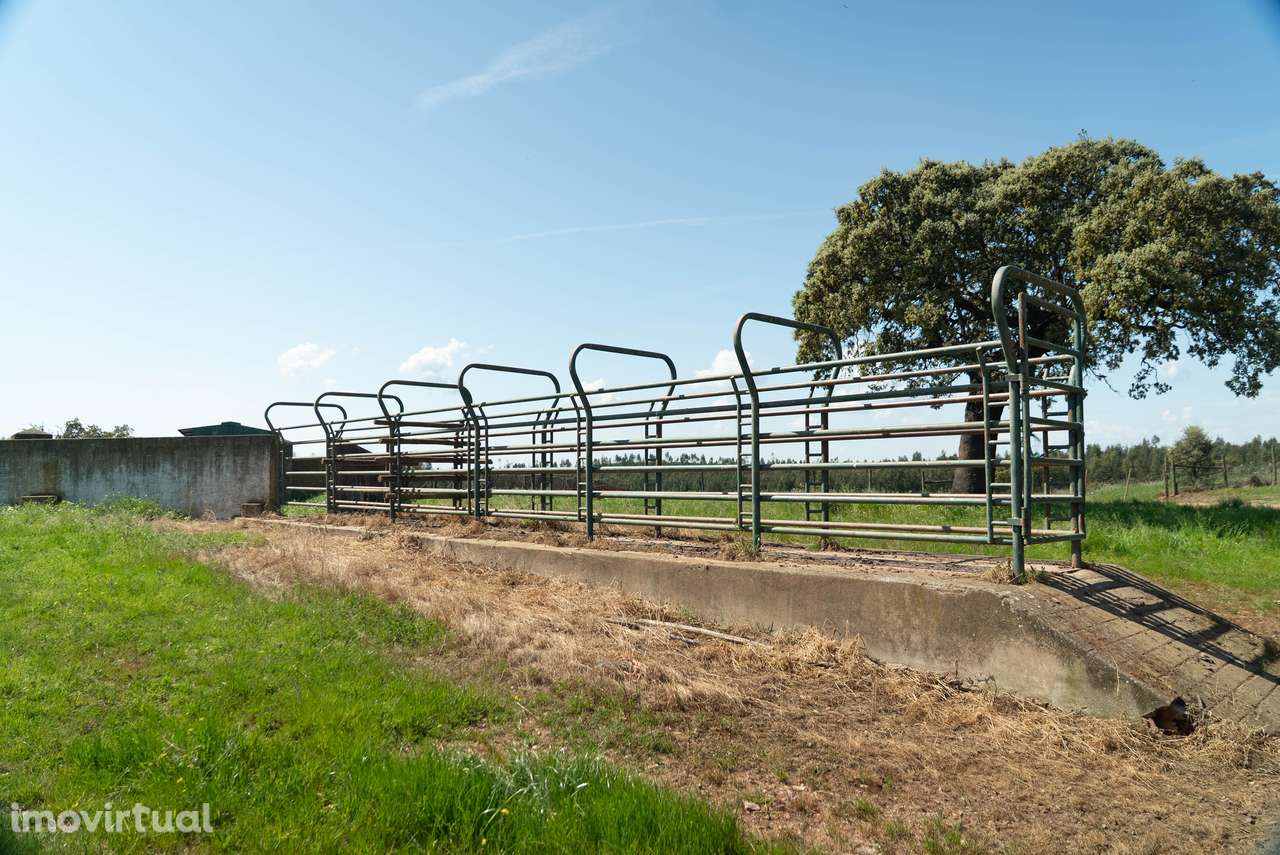 Herdade da Chamurreira de Cima – 136 Hectares de Montado e Infraestrut - Grande imagem: 5/19