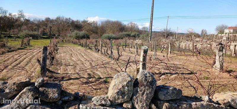 Terreno agrícola 2.734 m² com poço – Malta, Pinhel | €15 000 - Grande imagem: 3/6