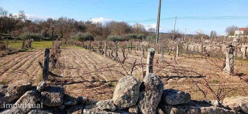 Terreno agrícola 2.734 m² com poço – Malta, Pinhel | €15 000 - Grande imagem: 3/6