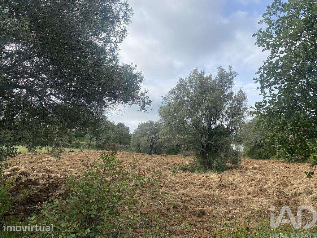 Terreno Agrícola em Santa Bárbara de Nexe - Grande imagem: 3/9