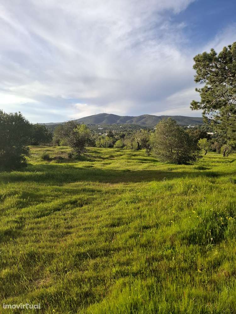Monte com ruína. Excelente oportunidade - Grande imagem: 3/3