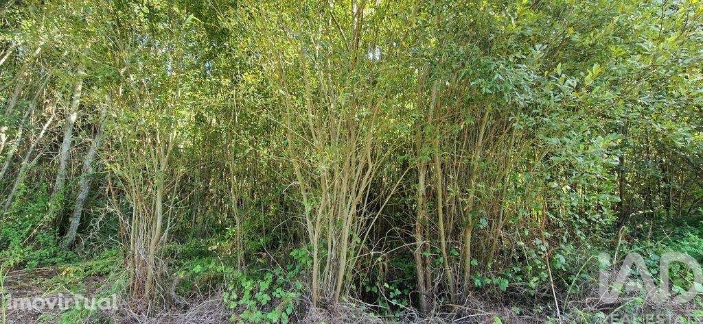 Terreno em Carvoeira de 2187,00 m2 - Grande imagem: 4/19