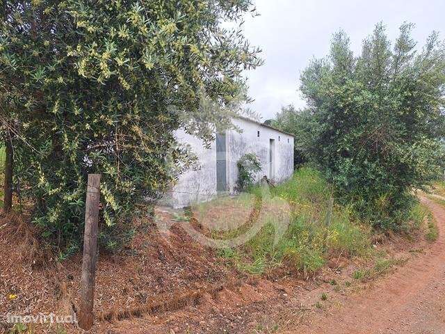 Olival com apoio agrícola não registado - Grande imagem: 2/16