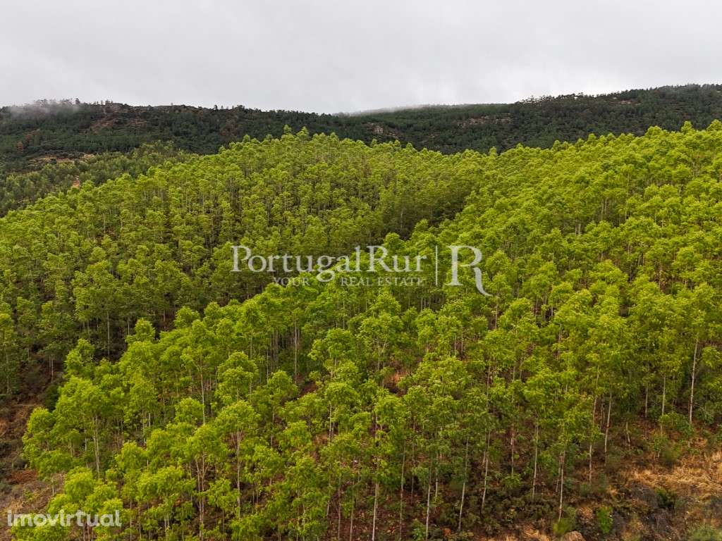 Herdade de 44 ha com eucaliptos, pinhal e terreno para plantação - Grande imagem: 4/36