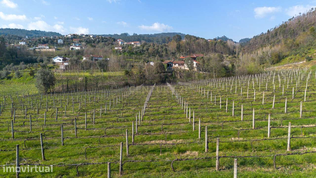 Terreno com Vinha Ativa e Casa em Celorico de Basto - Grande imagem: 5/23