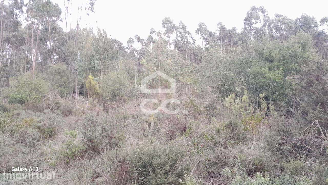 Oportunidade Imperdível: Terreno com Eucaliptos em Cesaredas! - Grande imagem: 5/11