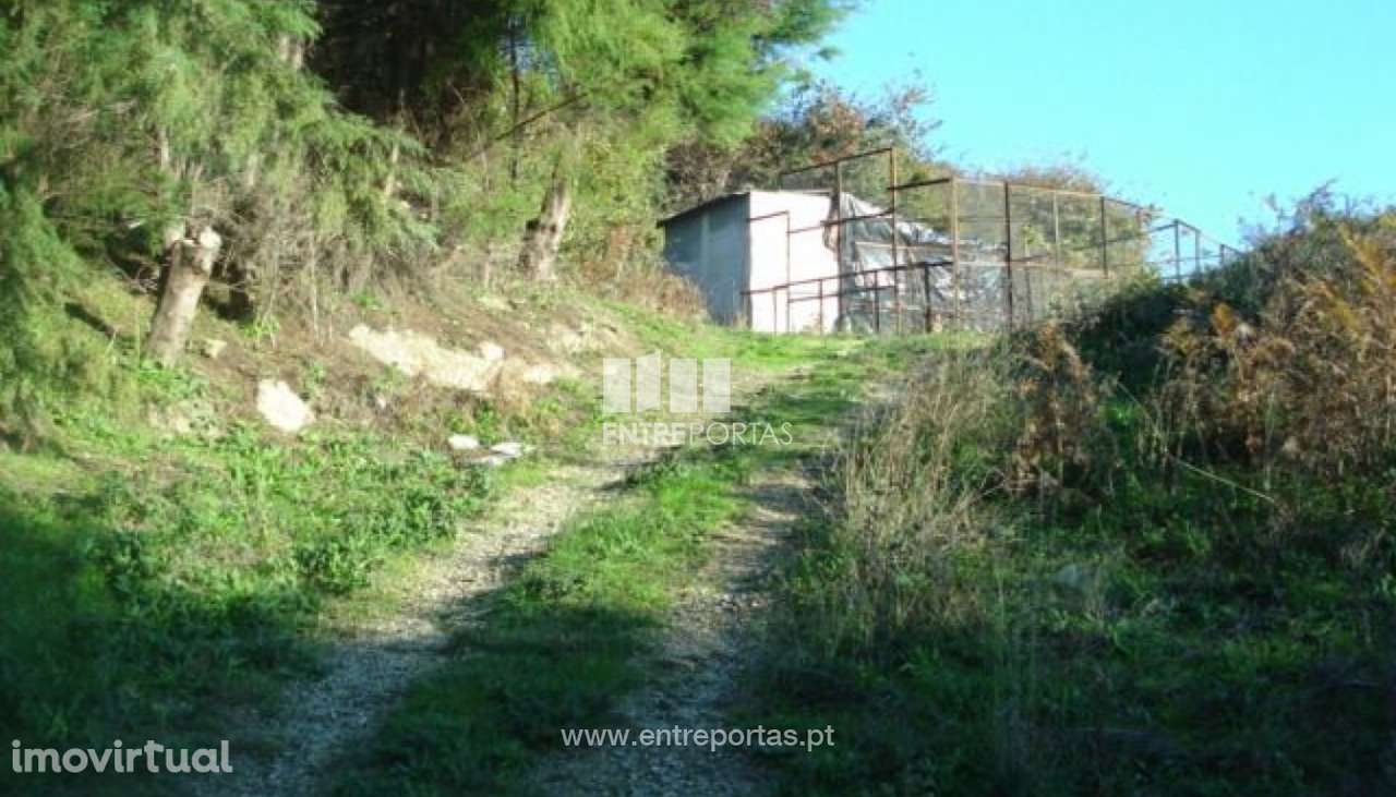 Venda Terreno, Santa Cruz do Douro, Baião - Grande imagem: 2/6