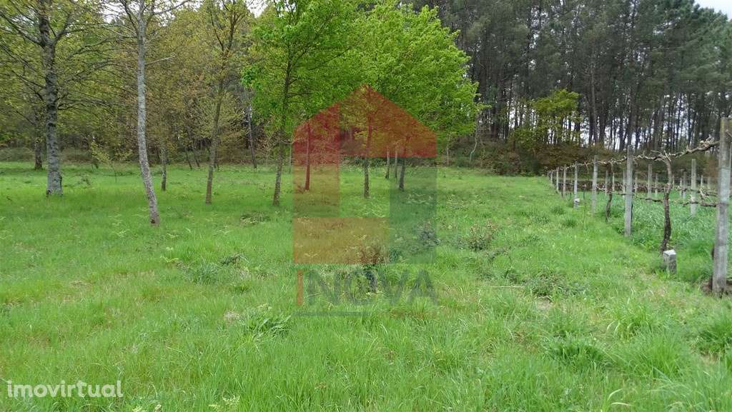 Vende-se Terreno, Coucieiro - Grande imagem: 2/7
