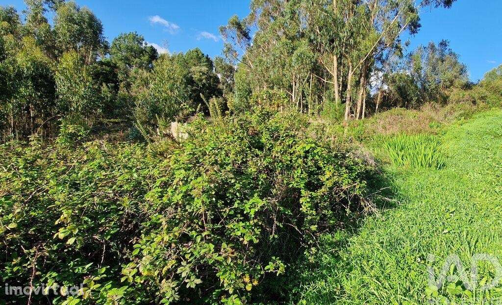 Terreno em Igreja Nova e Cheleiros de 10000,00 m2 - Grande imagem: 3/28