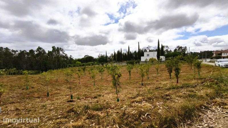Terreno com elvado potencial de construção  – Pinheiro da Bemposta - Grande imagem: 2/6