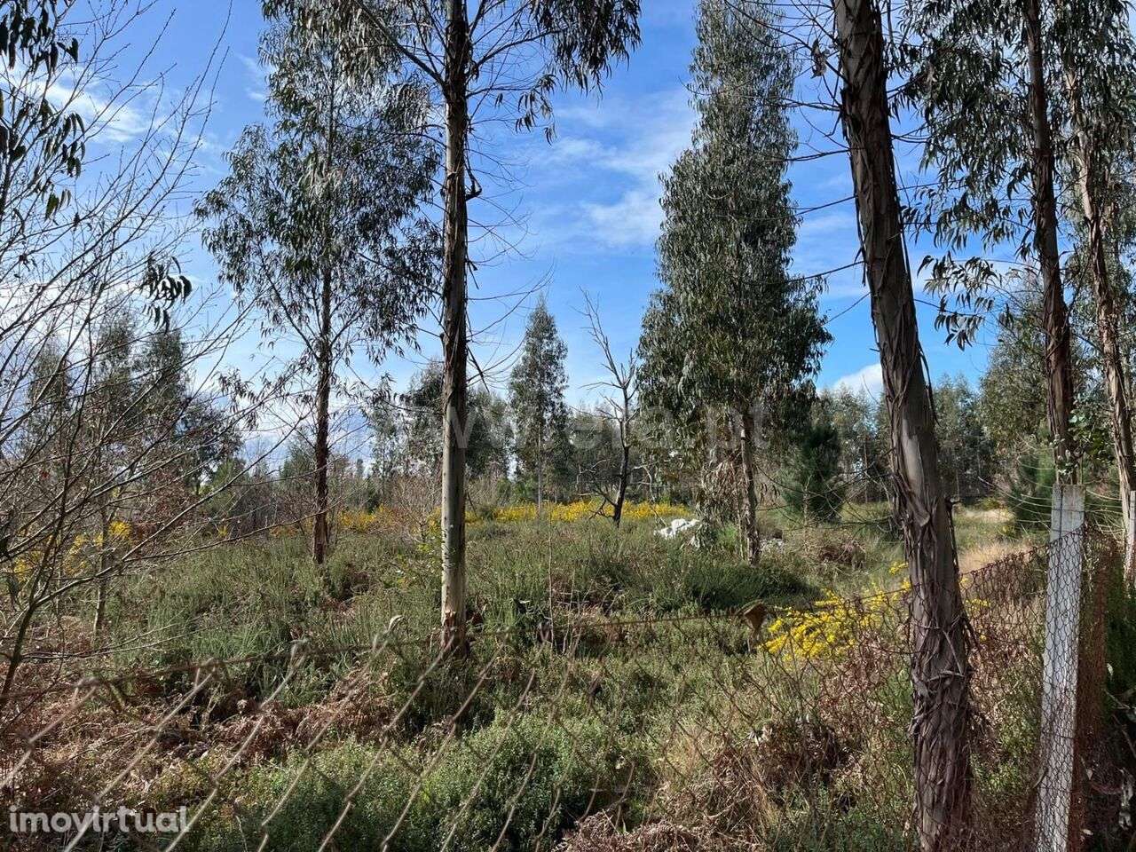 Terreno / Seia, Tourais e Lajes - Grande imagem: 4/11