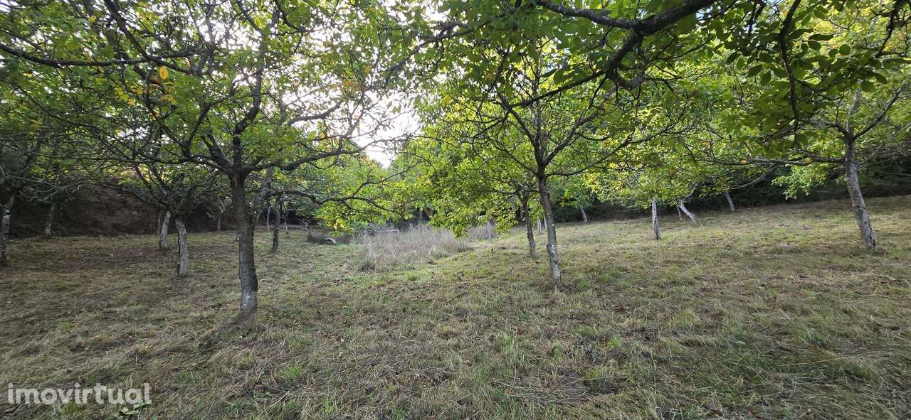 Terreno florestal em Gestaçô, Baião - Grande imagem: 2/3
