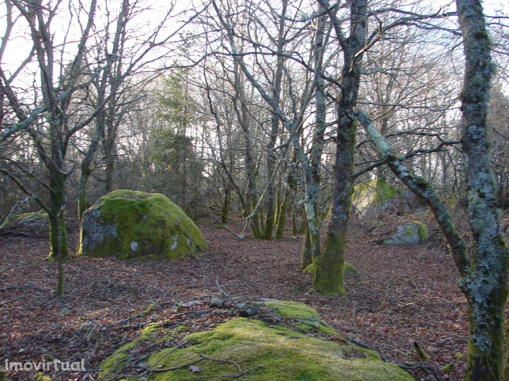 Monte em Paredes de Coura - Grande imagem: 3/6
