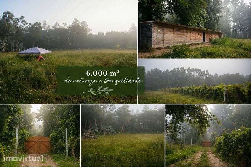 Terreno Rustico 6000m2 - Grande imagem: 2/2