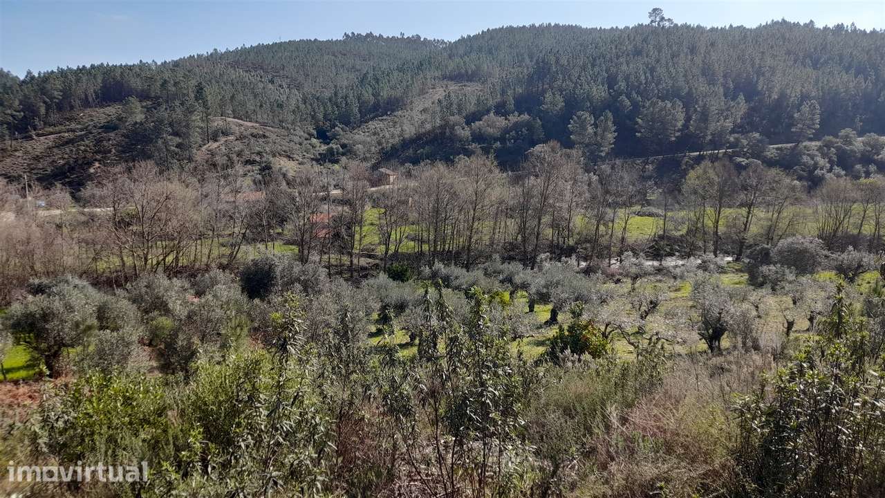 Terreno Rústico  Venda em Sarzedas,Castelo Branco - Grande imagem: 2/15