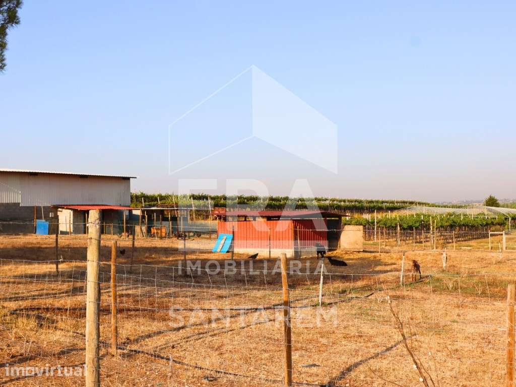 Quinta agrícola com 72.760 m² e vinha em produção - Grande imagem: 5/15