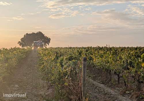 Vinha com 6 Hectares  em Pegôes - Grande imagem: 3/26