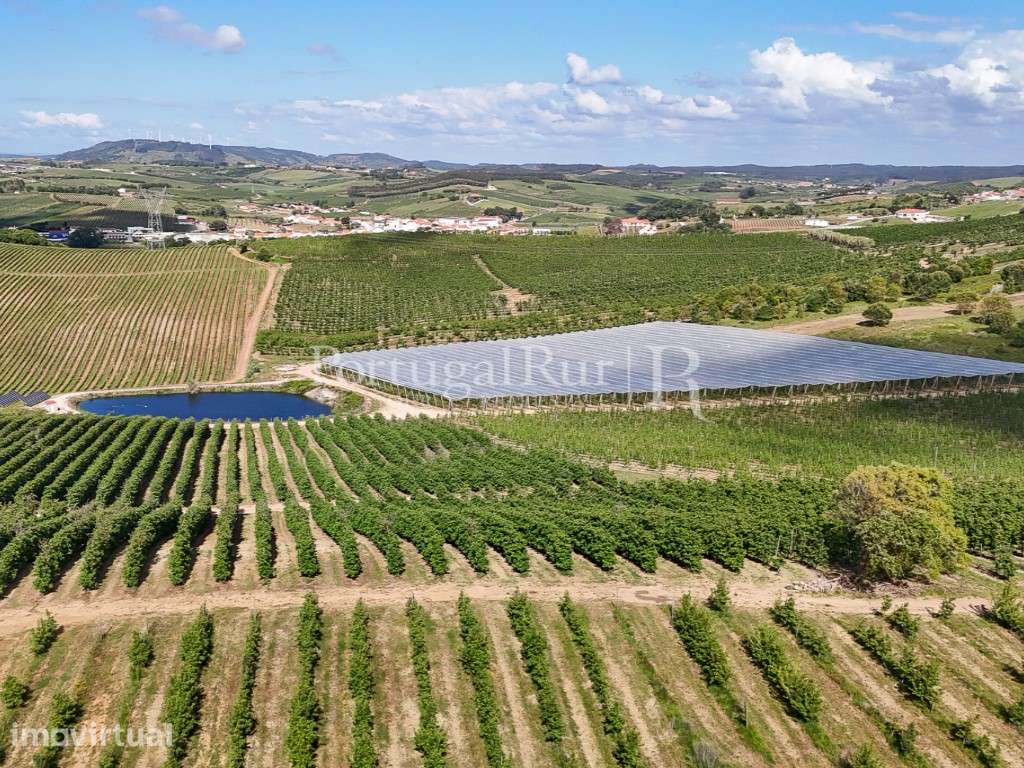 Exploração Agrícola com 37 ha e produção de Pera Rocha no Cadaval - Grande imagem: 5/47