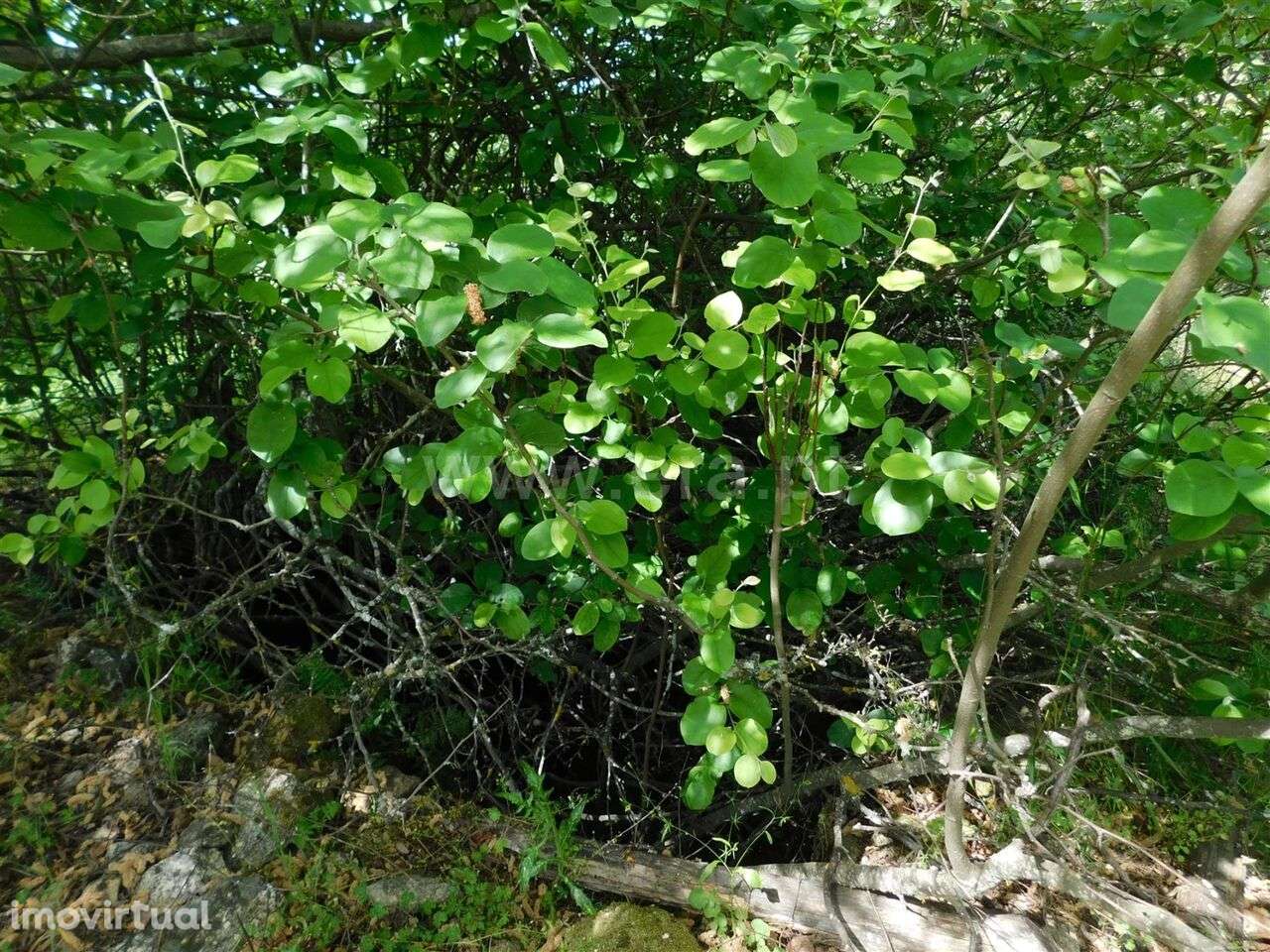 Terreno Rústico / Fundão, Orca - Grande imagem: 2/2