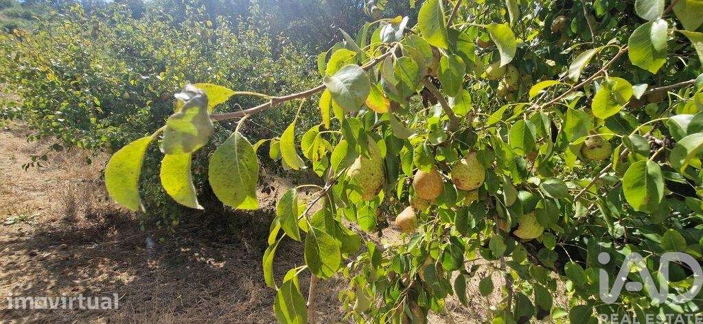 Terreno em Azueira e Sobral da Abelheira - Grande imagem: 5/19