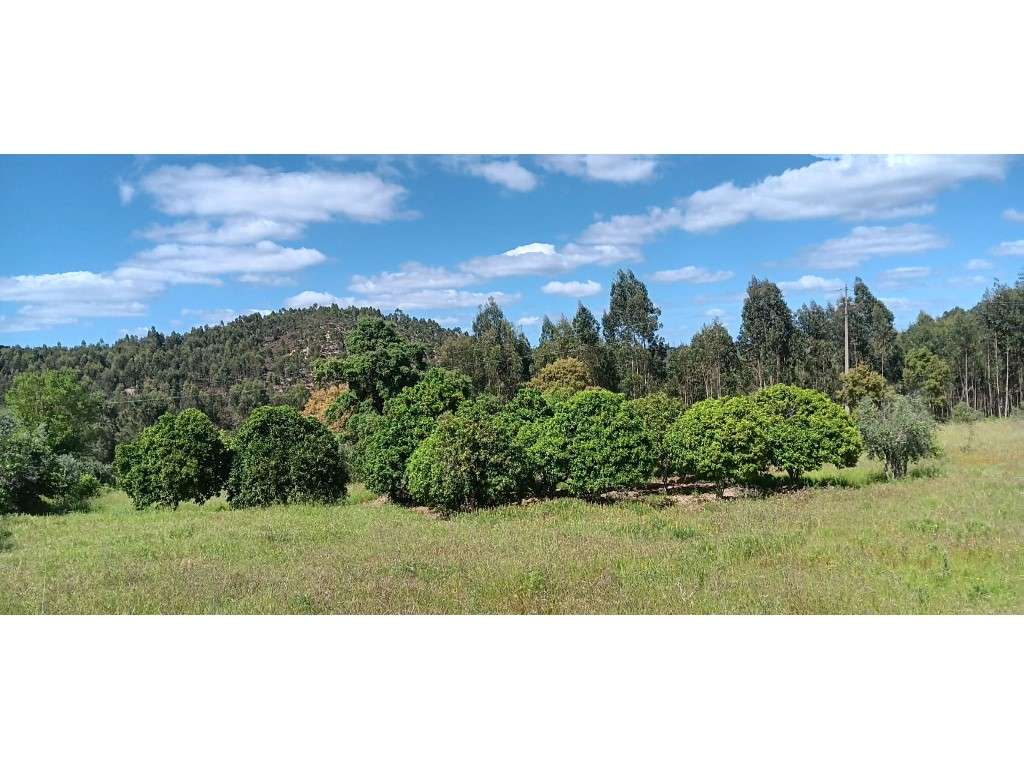 Terreno Rústico com Potencial de Construção + Furo de Água - Penhas... - Grande imagem: 5/19