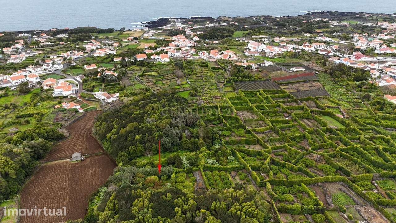Pomar localizado na zona dos Biscoitos, Ilha Terceira, com característ - Grande imagem: 2/14