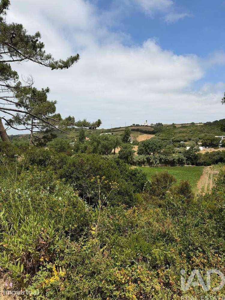 Terreno Agrícola em Santo Isidoro - Grande imagem: 4/5