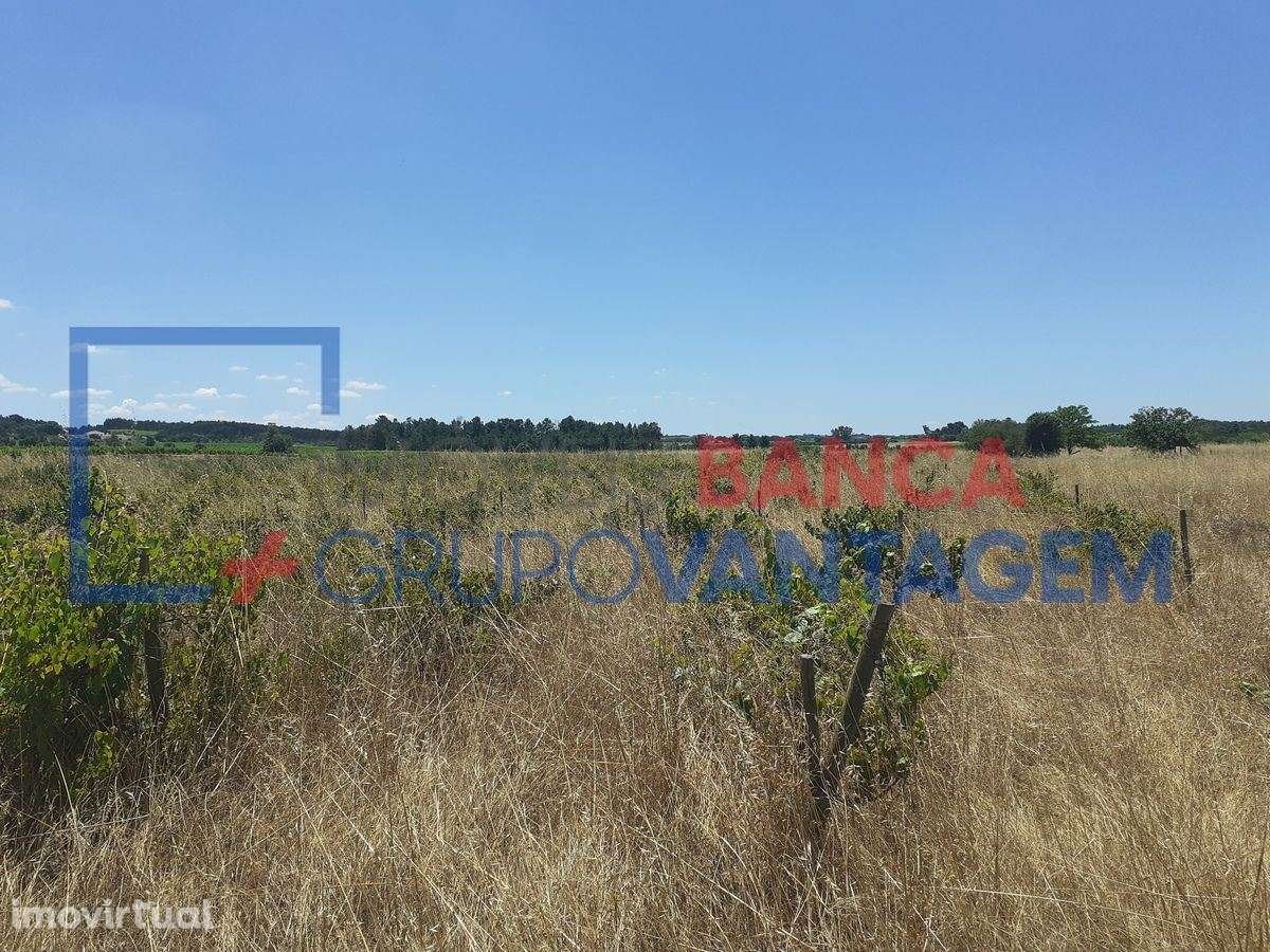 Terreno Rustico com vinha e arvores de fruto - Grande imagem: 2/5