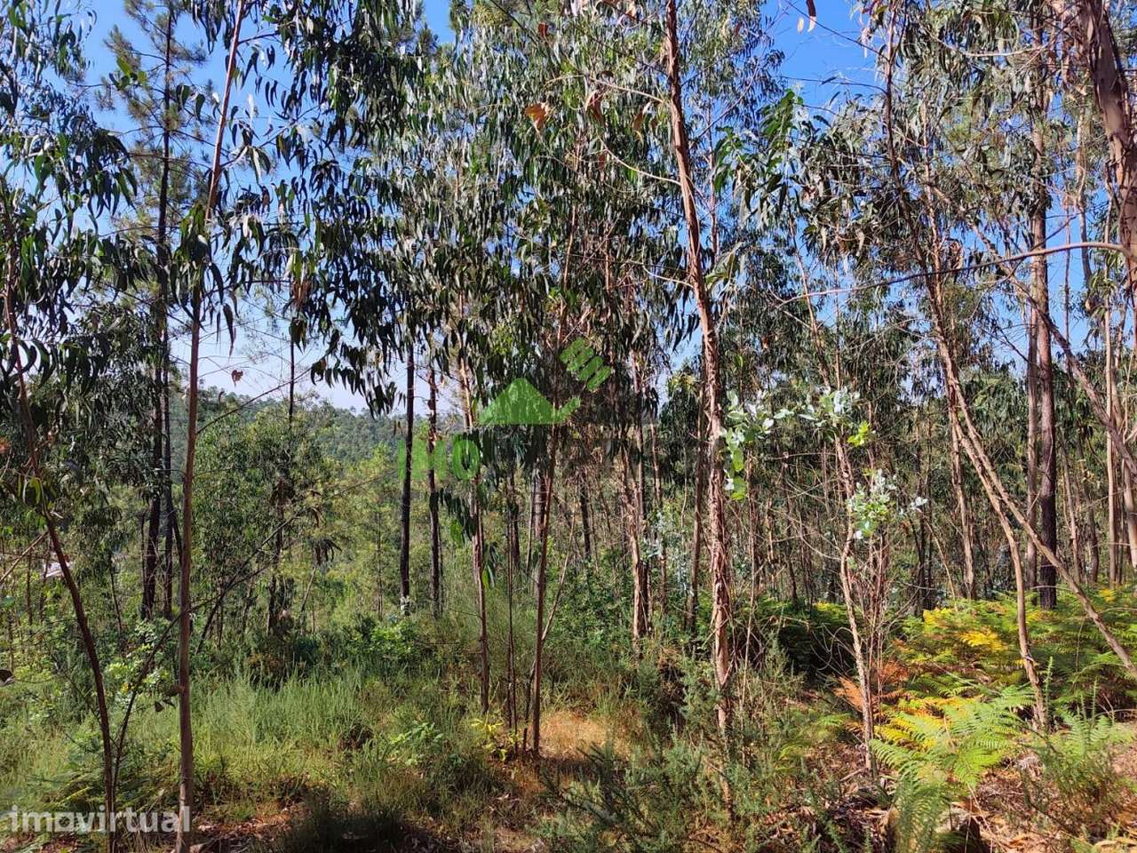 Terreno c/6940 m2 em Fermedo - Grande imagem: 4/8