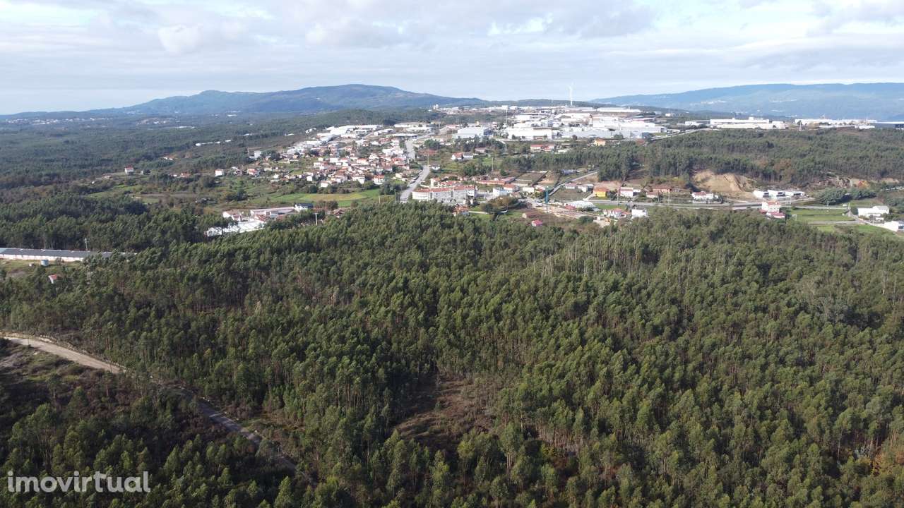 Terreno/Pinhal – Oliveira de Frades - Grande imagem: 5/5