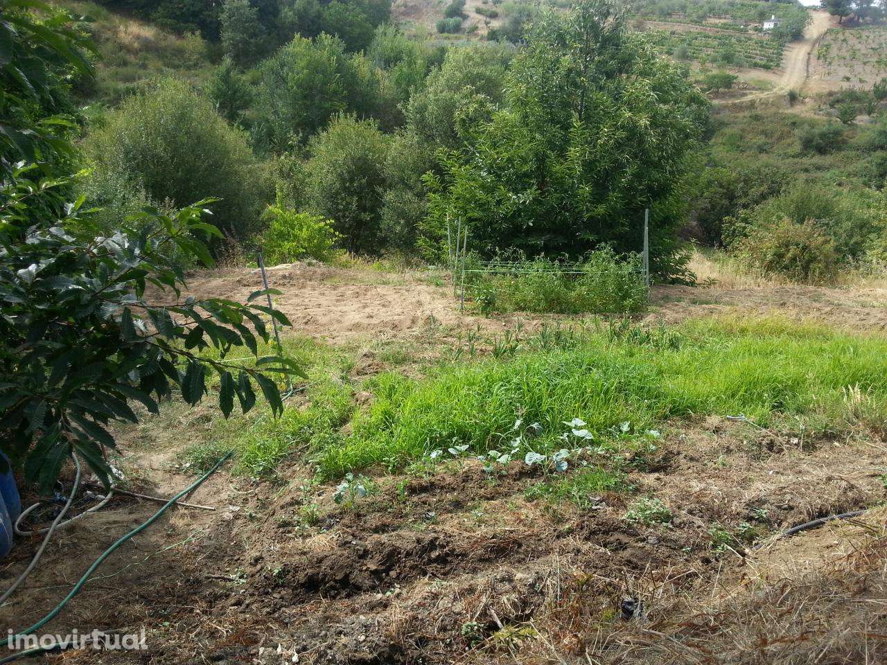 Terreno de cultivo em Póvoa de Penela, Penedono - Grande imagem: 2/6
