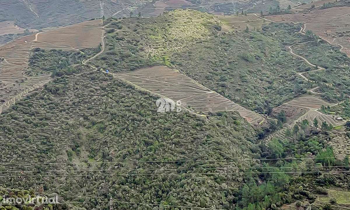 Quinta - Tabuaço - Grande imagem: 2/12