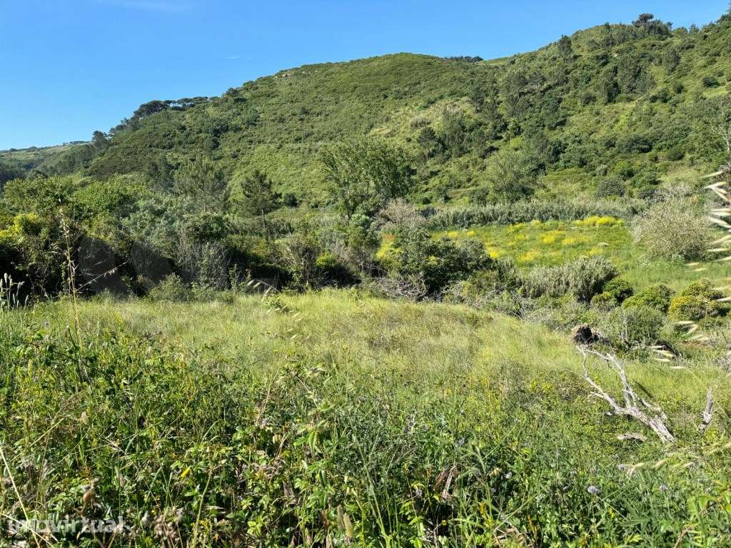 Terreno Rustico com 4250m2, no Carvalhal - Grande imagem: 2/9