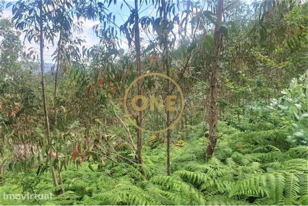 Terreno Florestal em Vale (São Martinho) - Grande imagem: 2/6